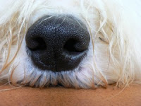 犬の鼻