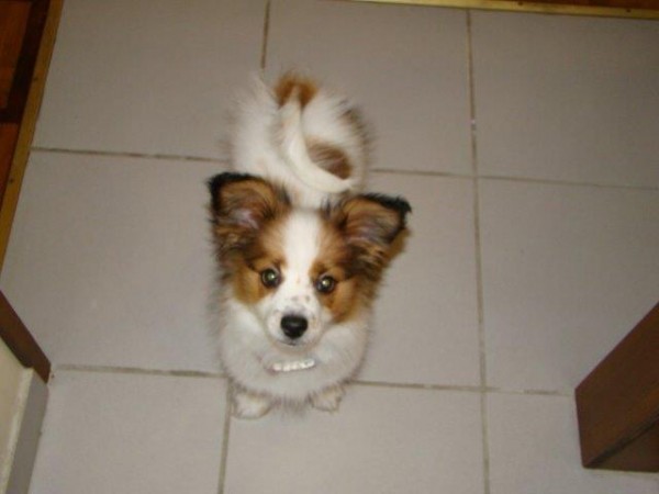 パピヨン (Papillon)