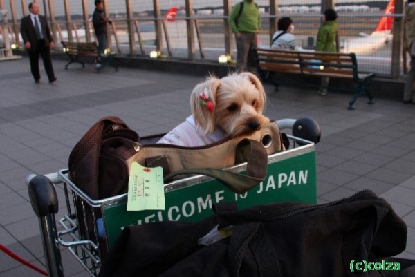 ワンちゃんと空の旅