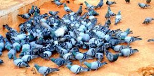 pigeons