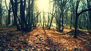 feuilles mortes