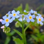 Myosotis_scorpioides_1