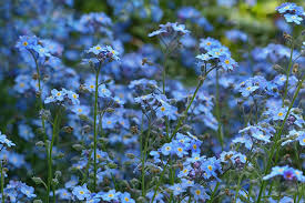 images (1)