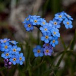 images (4)