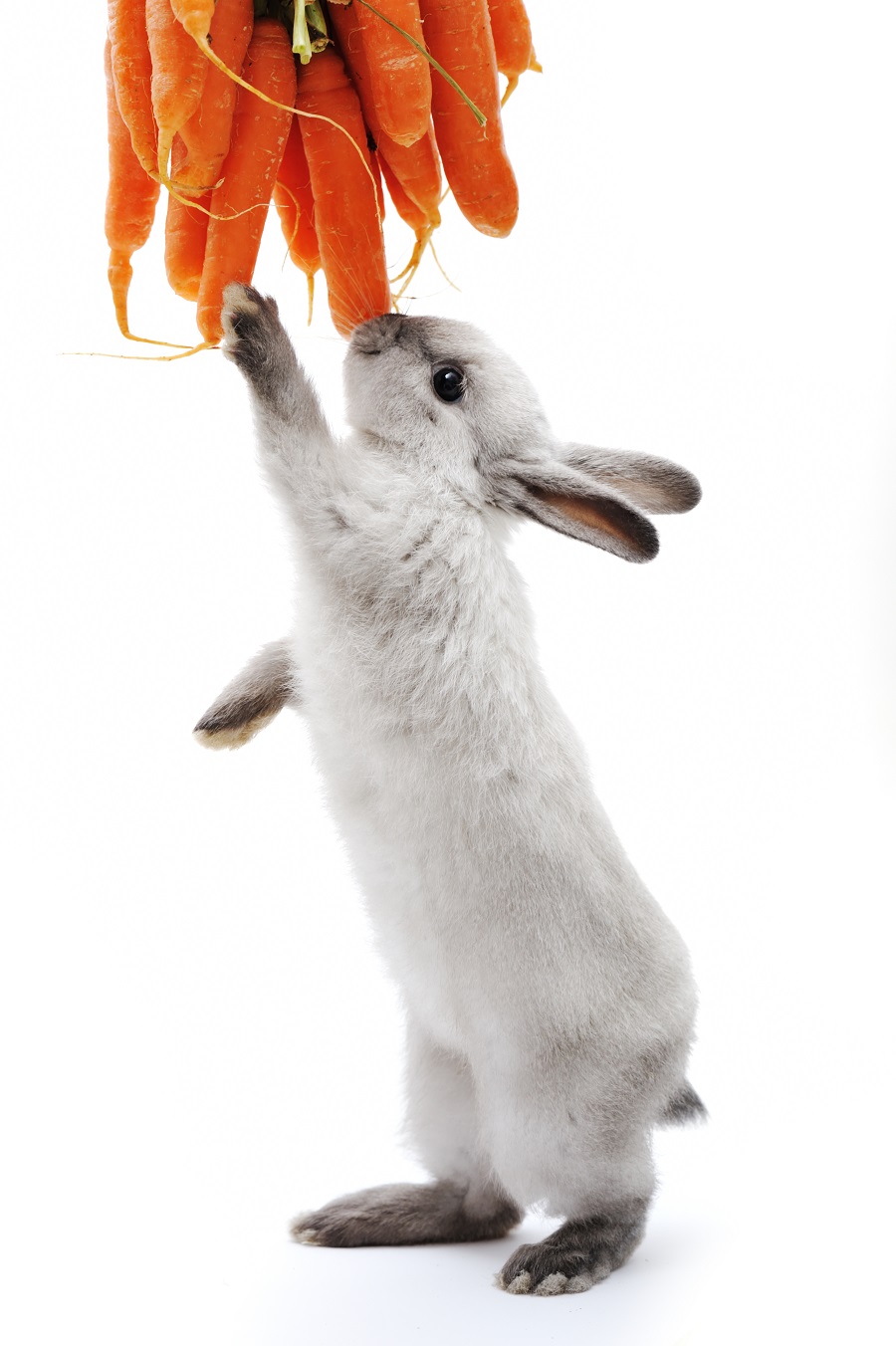 Little rabbit on white
