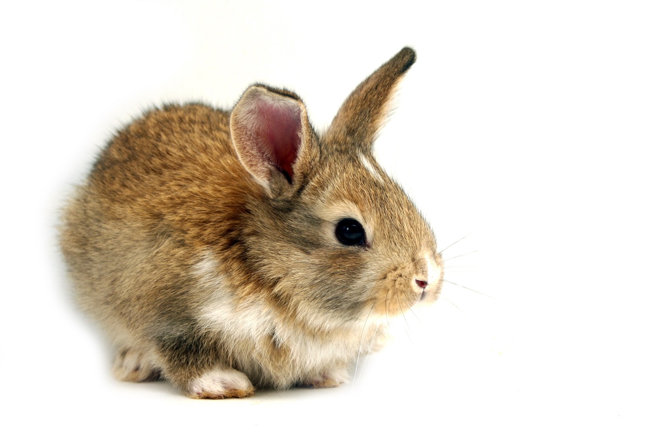 Isolated Rabbit