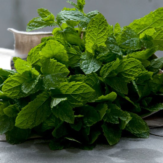 Bunch-of-Moroccan-mint-Homes--Gardens-Housetohome