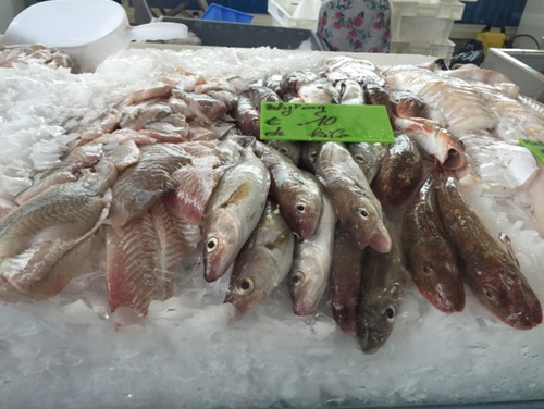 オステンド氷と魚