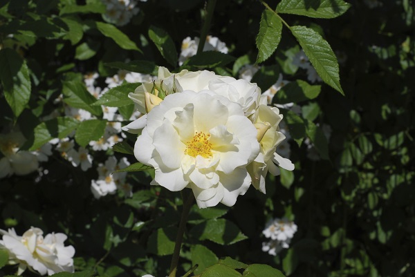 花の香り