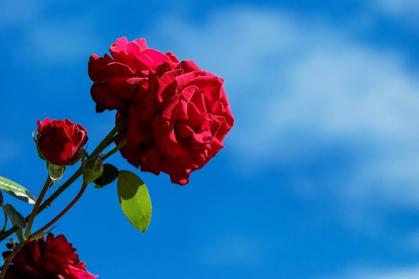 薔薇の香り