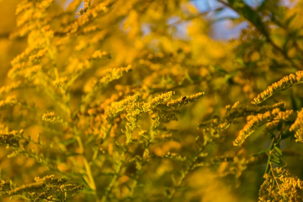 フランスの花粉症