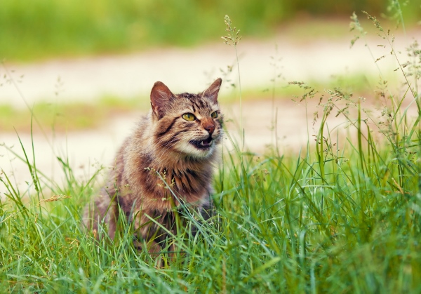 猫かと思ったら