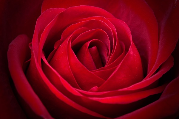 紅い薔薇
