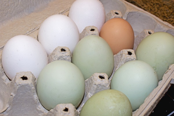 eggs