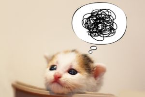 考える猫