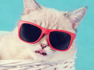 あなたはファッション？ ~Vous êtes fashion ?　フランス語でも使われる英語