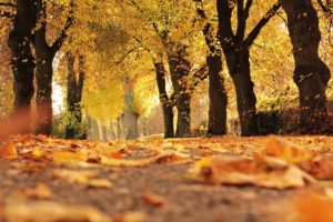 l'automne verlaine
