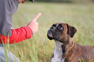 犬　しつけ