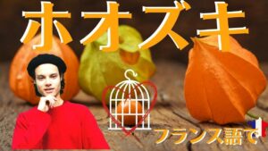 Vol.334　フランス語で「ほおずき」はなんて言うの？　楽しく学ぶフランス語