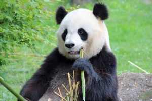 フランス生まれのパンダ　中国に返還
