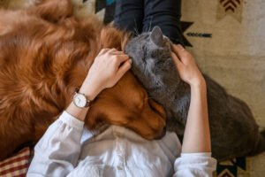 ペットを飼いたいときのお悩み解決！フランスの犬、猫との関わり方