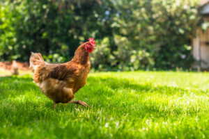フランス　卵が高騰　家庭でニワトリの飼育がブーム